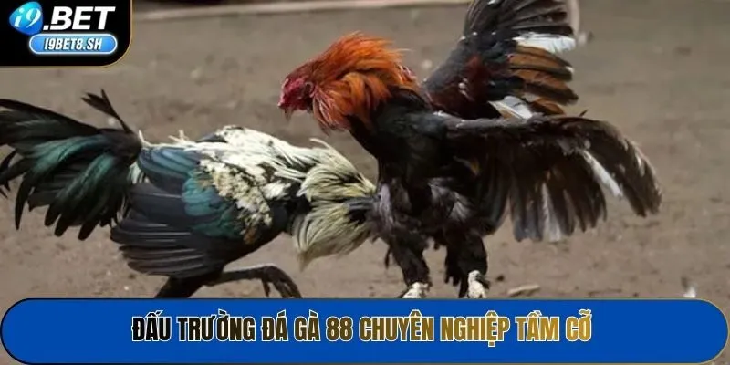 Đấu trường Đá gà 88 chuyên nghiệp tầm cỡ